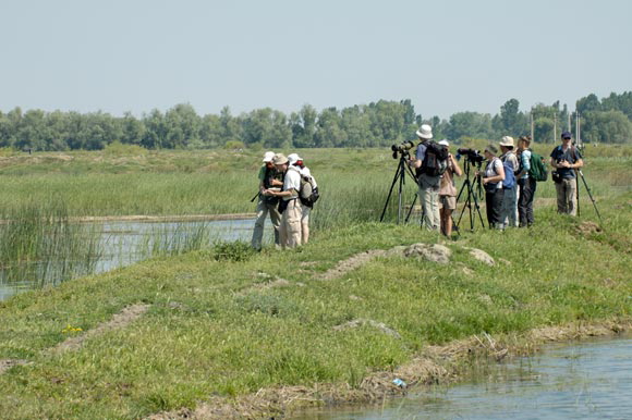 ornithosdsc_4921_dxo_raw.jpg