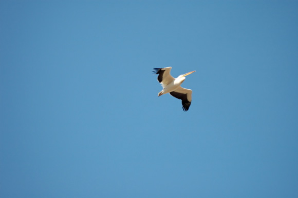 pelicandsc_5040_dxo_raw.jpg