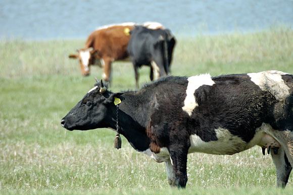 vachesdsc_5004_dxo_raw.jpg