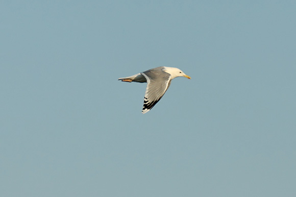 xdsc_5090_dxo_raw.jpg