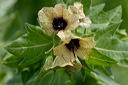 fleurdsc_5117_dxo_raw