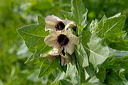 fleurdsc_5118_dxo_raw