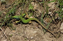 lezarddsc_5135_dxo_raw