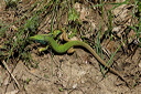 lezarddsc_5136_dxo_raw