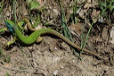 lezarddsc_5140_dxo_raw