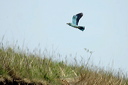 rollierdsc_5101_dxo_raw