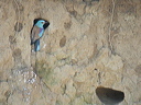 rollierdscn7446_dxo