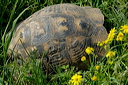 tortuedsc_5183_dxo_raw