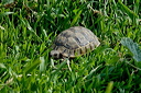 tortuedsc_5185_dxo_raw