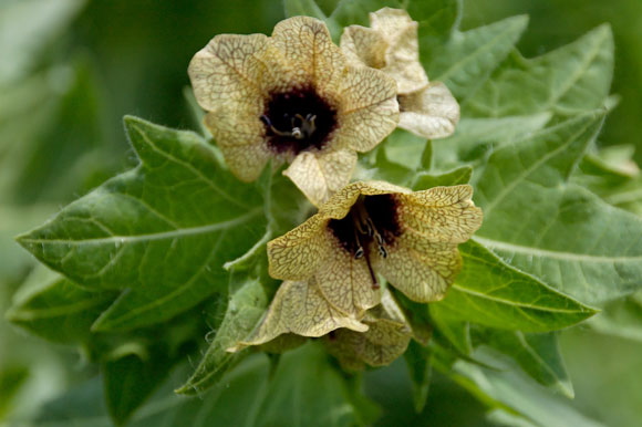 fleurdsc_5117_dxo_raw.jpg