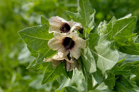 fleurdsc_5118_dxo_raw.jpg