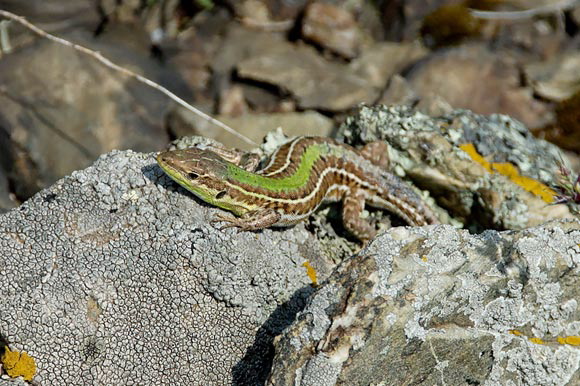 lezard2dsc_5176_dxo_raw.jpg