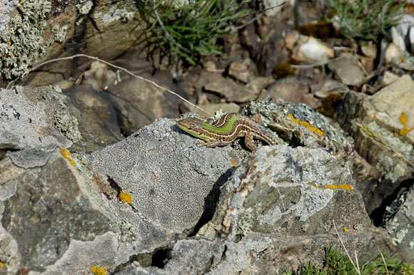 lezard2dsc_5177_dxo_raw.jpg