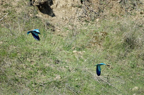 rollierdsc_5098_dxo_raw.jpg