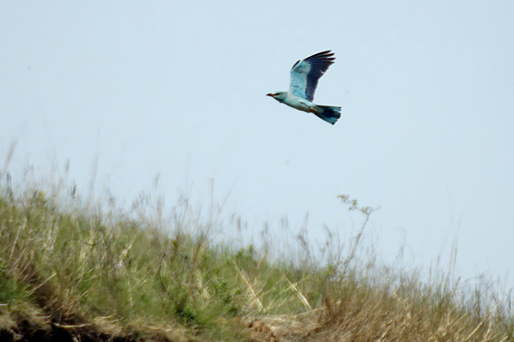 rollierdsc_5101_dxo_raw.jpg