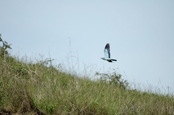 rollierdsc_5102_dxo_raw.jpg