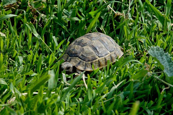 tortuedsc_5185_dxo_raw.jpg