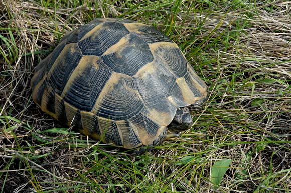 tortuedsc_5191_dxo_raw.jpg