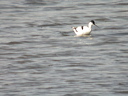avocettedscn7550_dxo