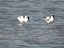 avocettedscn7552_dxo