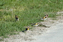 chardonneretsdsc_5285_dxo_r