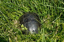 cistudedsc_5255_dxo_raw