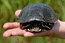 cistudedsc_5256_dxo_raw