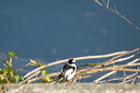 gobemouchescollierdsc_5304_