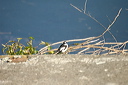 gobemouchescollierdsc_5305_