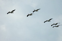 pelicandsc_5242_dxo_raw
