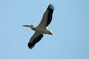 pelicandsc_5245_dxo2_raw