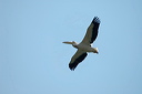 pelicandsc_5245_dxo_raw