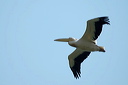 pelicandsc_5247_dxo_raw