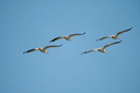 pelicandsc_5251_dxo_raw