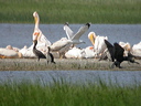 pelicansdscn7491_dxo
