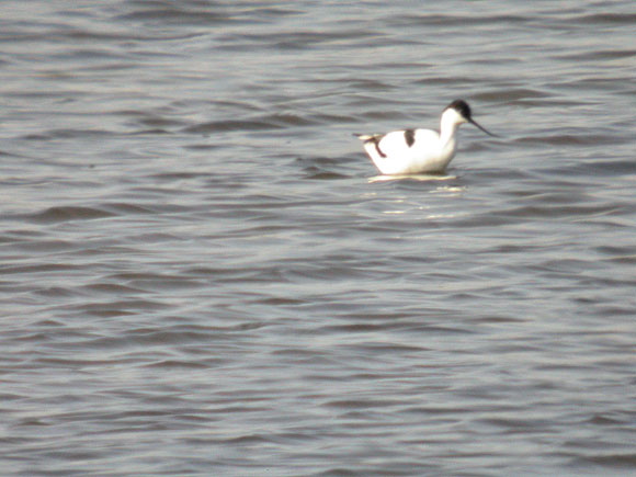 avocettedscn7550_dxo.jpg