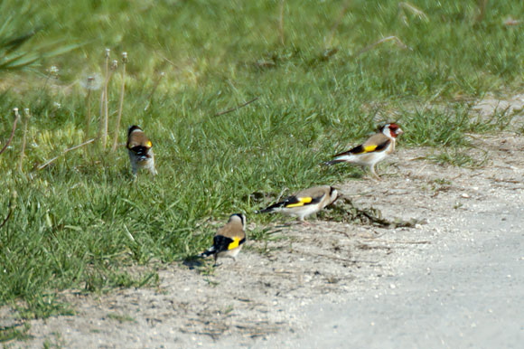 chardonneretsdsc_5285_dxo_r.jpg