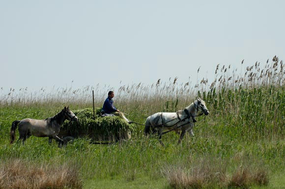 charrettedsc_5271_dxo_raw.jpg