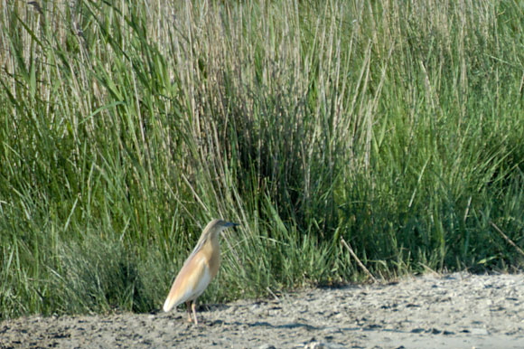 crabiercheveludsc_5295_dxo_.jpg