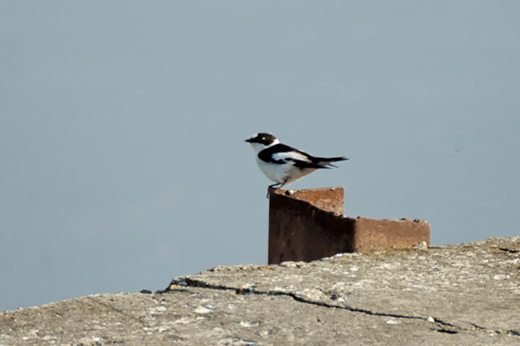 gobemouchescollierdsc_5301_.jpg