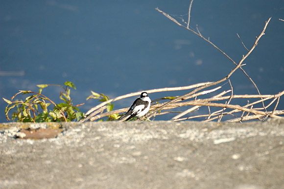 gobemouchescollierdsc_5305_.jpg
