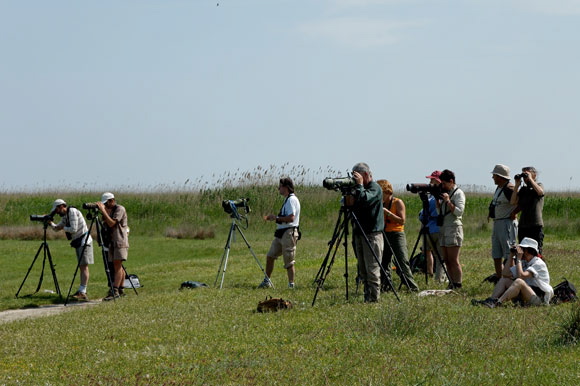 ornithosdsc_5277_dxo_raw.jpg