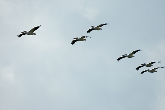 pelicandsc_5242_dxo_raw.jpg