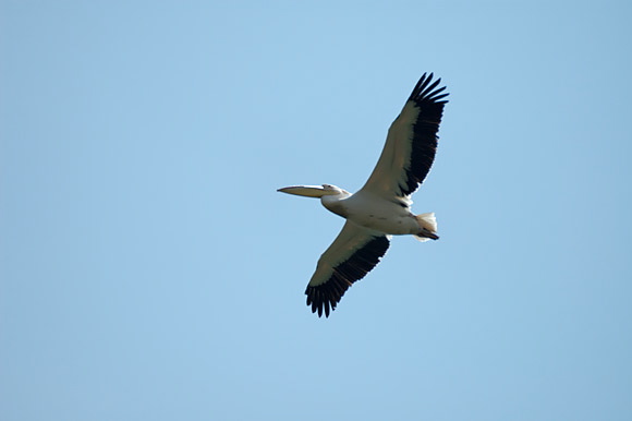 pelicandsc_5245_dxo_raw.jpg