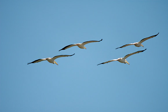 pelicandsc_5251_dxo_raw.jpg