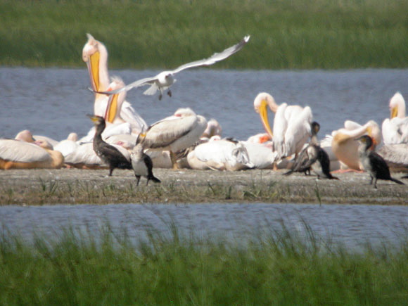 pelicansdscn7490_dxo.jpg