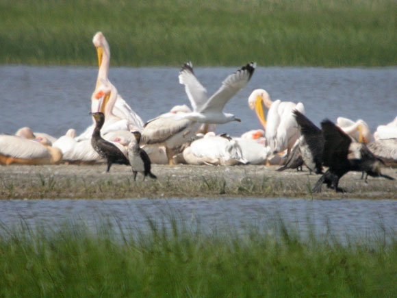 pelicansdscn7491_dxo.jpg