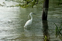 aigrettedsc_5674_dxo_raw