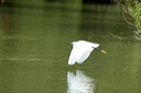 aigrettedsc_5683_dxo_raw