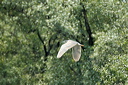 bihoreau-dsc_5433_dxo_raw